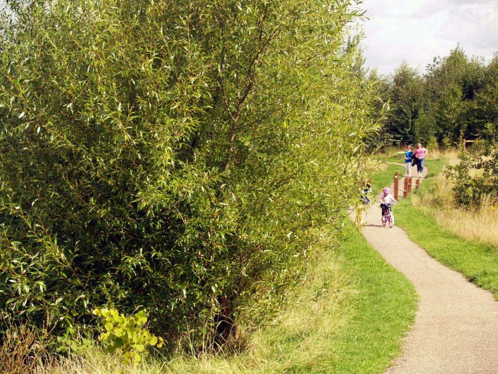 Swadlinecote Woodlands