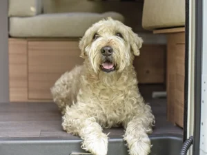 dog in RV
